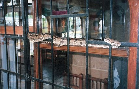 Boa constrictor